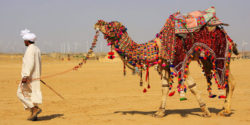 Camel-Safari