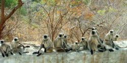 kumbalgarh-wildlife-1
